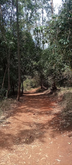 Picture 6 for Activity Karura forest: A walking tour into Nairobi's Nature Oasis