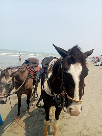 Picture 5 for Activity Cartagena, Colombia: Horseback Riding on the Beach + Lunch