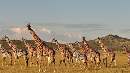5 Days Tanzania Mid-Range Lodge Safari