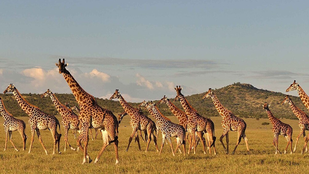 5 Days Tanzania Mid-Range Lodge Safari