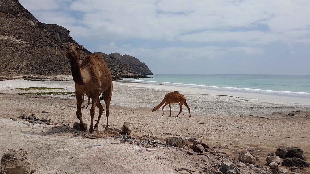 Picture 1 for Activity West Salalah: Caribbean of the Orient Fazayah Beach & Camels