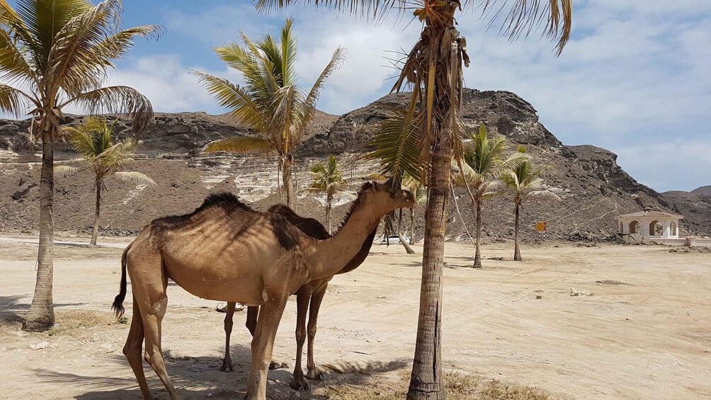 Picture 7 for Activity West Salalah: Caribbean of the Orient Fazayah Beach & Camels