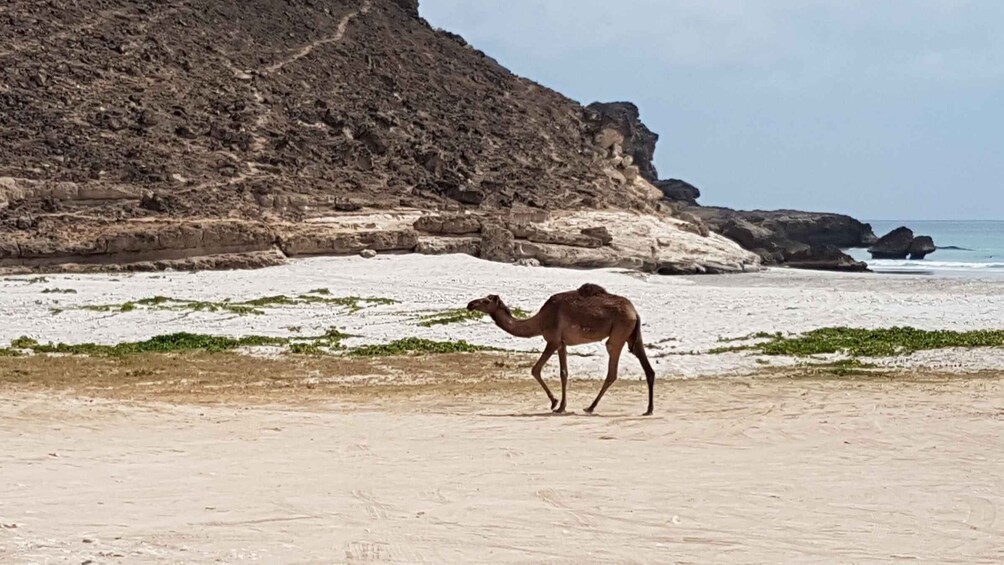 Picture 6 for Activity West Salalah: Caribbean of the Orient Fazayah Beach & Camels