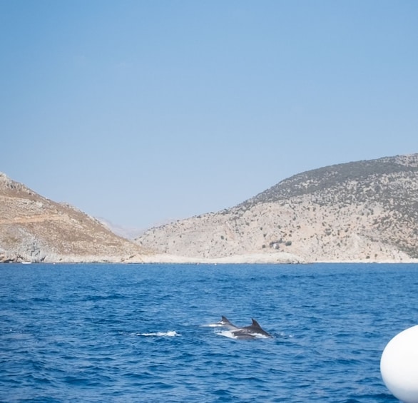 Picture 21 for Activity Kos Town: Kalymnos & Pserimos Day Cruise & Optional Transfer