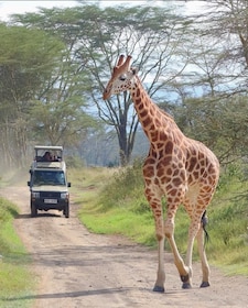 Maasai Mara: Highlight Safaris and exclusive game drives