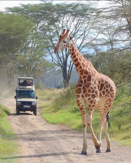 Maasai Mara: Highlight Safaris and exclusive game drives