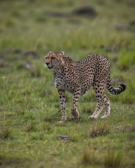 Picture 10 for Activity Maasai Mara: Highlight Safaris and exclusive game drives