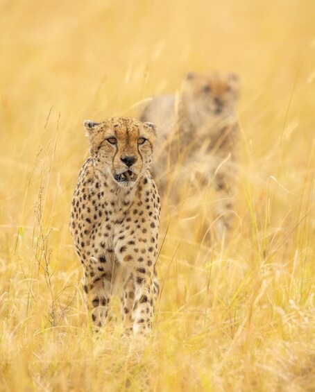 Picture 9 for Activity Maasai Mara: Highlight Safaris and exclusive game drives