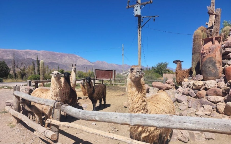 Picture 13 for Activity From Jujuy: Quebrada de Humahuaca, Purmamarca and Tilcara