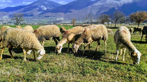 Norcia: Ganztägige Wandertour mit Fleisch- und Käseverkostung