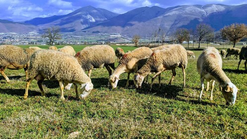 Norcia: Escursione di un giorno intero con degustazione di carne e formaggi...