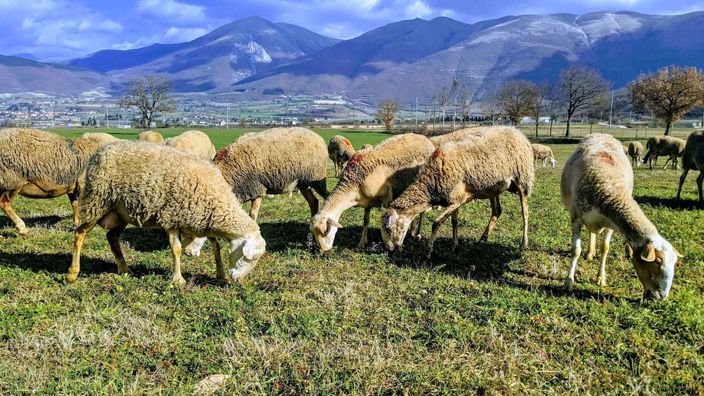 Norcia: Full-Day Hiking Tour with Meat and Cheese Tasting