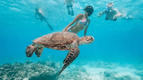 Oahu: Waikiki Turtle Snorkelling Adventure