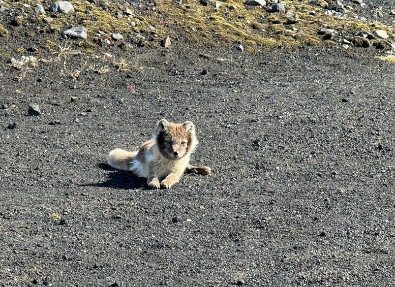 Picture 7 for Activity From Vik: Katla Ice Cave Small Group Guided Tour