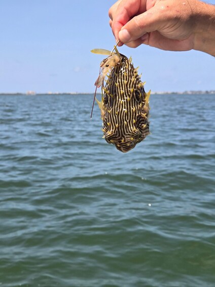 Picture 16 for Activity Sarasota Florida: Skyway Fishing Tours