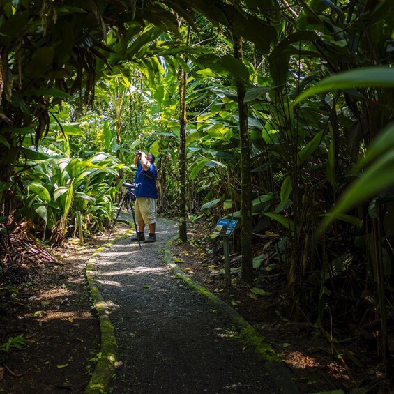 Picture 9 for Activity Bird watching Tour in La Fortuna