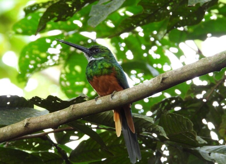 Picture 11 for Activity Bird watching Tour in La Fortuna