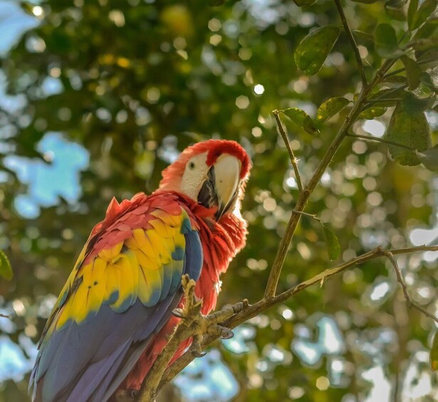 Picture 12 for Activity Bird watching Tour in La Fortuna