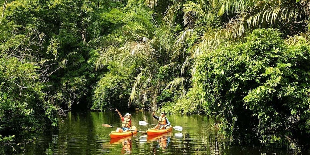 Picture 36 for Activity Tortuguero: Original Kayaking & Canoeing Tour in Tortuguero