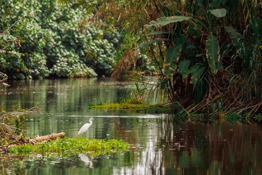 Picture 9 for Activity Tortuguero: Original Kayaking & Canoeing Tour in Tortuguero