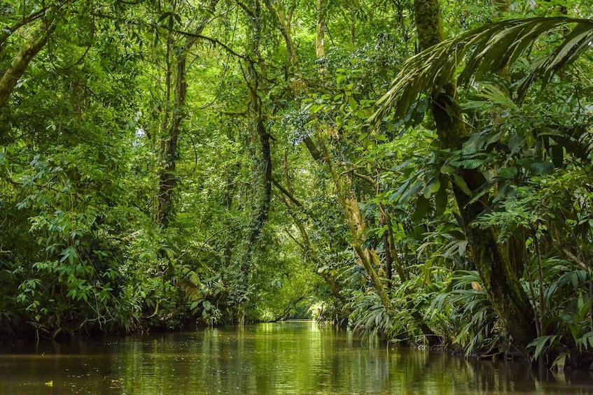 Picture 18 for Activity Tortuguero: Original Kayaking & Canoeing Tour in Tortuguero