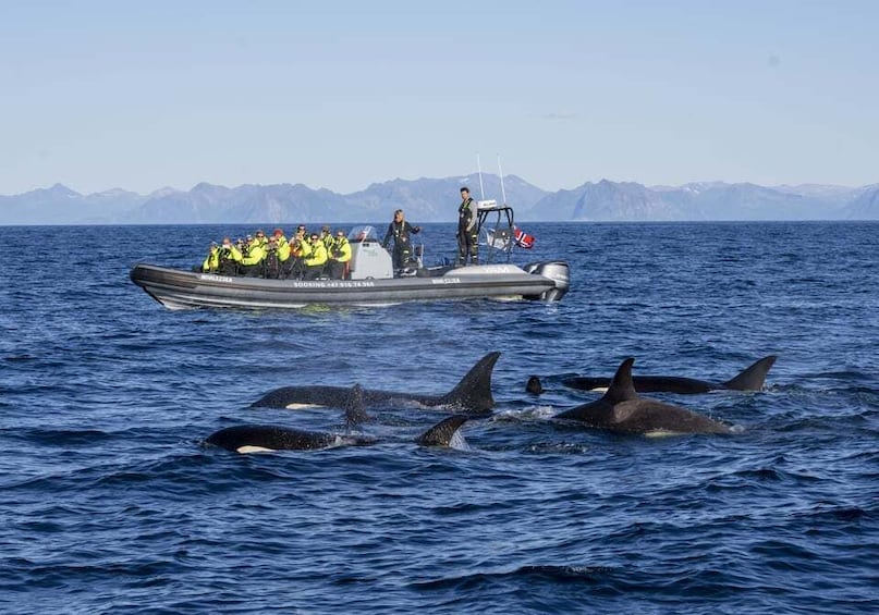 Picture 5 for Activity From Svolvær: Whale Watching Day Trip to Andenes