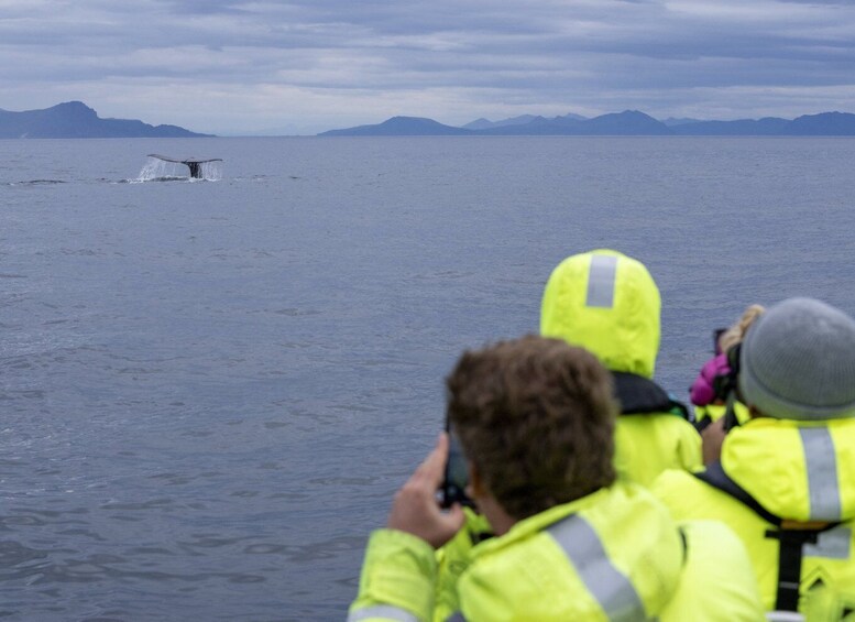 Picture 5 for Activity From Svolvær: Whale Watching Day Trip to Andenes