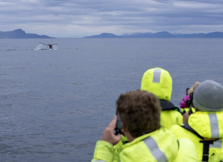Picture 4 for Activity From Svolvær: Whale Watching Day Trip to Andenes