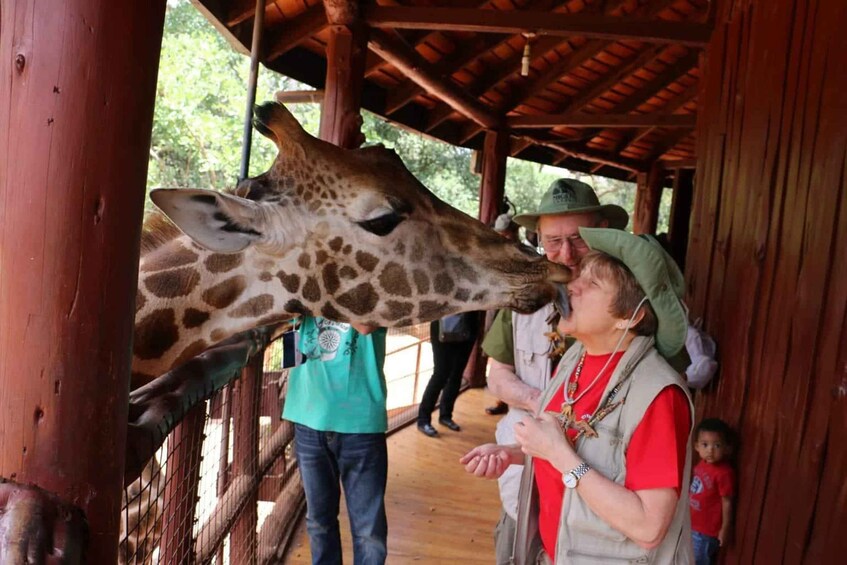 Picture 3 for Activity Nairobi: Giraffe Centre, Elephant Orphanage and Karen Blixen