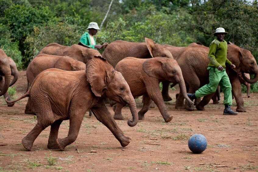 Picture 1 for Activity Nairobi: Giraffe Centre, Elephant Orphanage and Karen Blixen