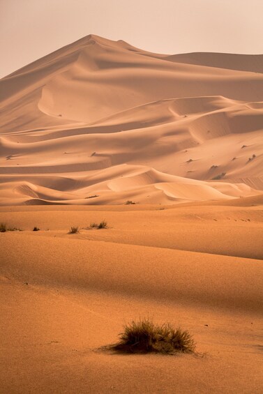 Picture 9 for Activity Doha Desert Safari, Dune Bashing, Sand Boarding, Inland sea