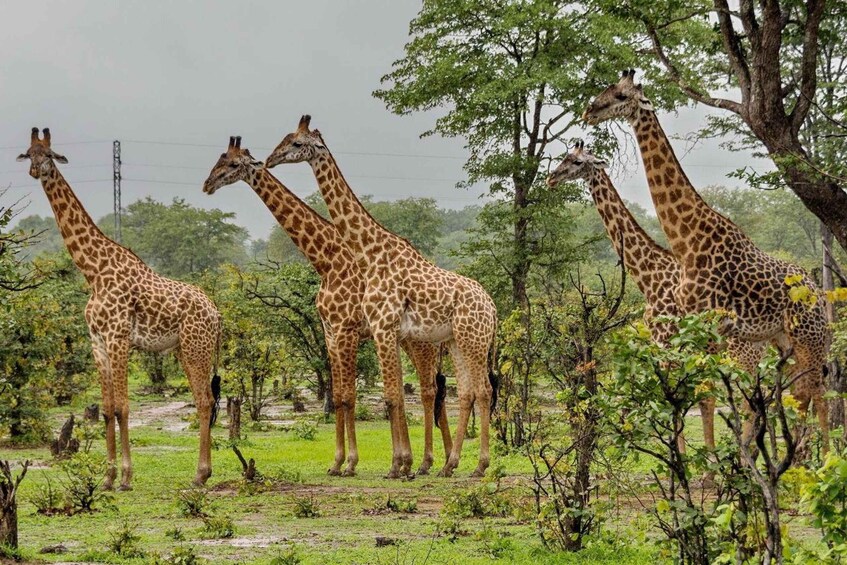 Picture 6 for Activity Hluhluwe & Isimangaliso Wetlands Park 2 Day Tour from Durban