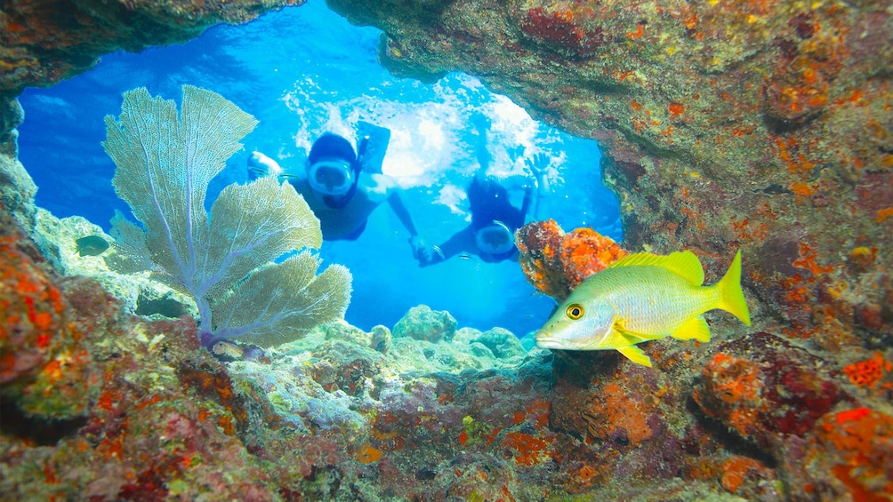Snorkelers swimming through a coral reef in the Florida Keys