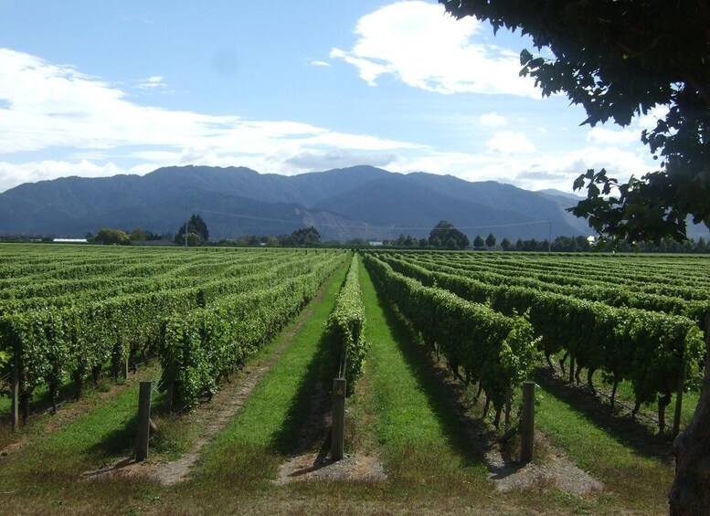 From Picton: Marlborough Wine Trip Shore Excursion