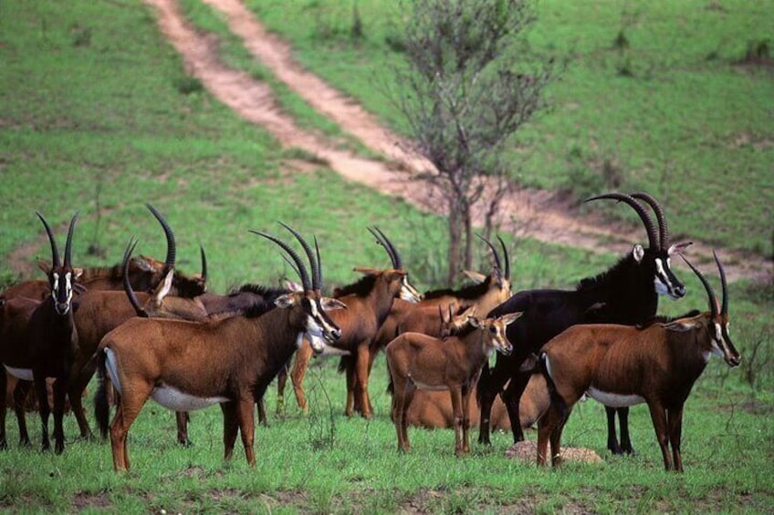 Full Day Private Tour to Shimba Hills from Diani Beach