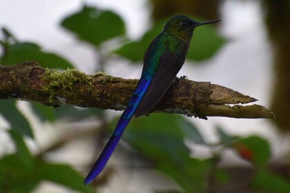 Desde Quito: excursión guiada de un día de senderismo y vida silvestre a Mi...