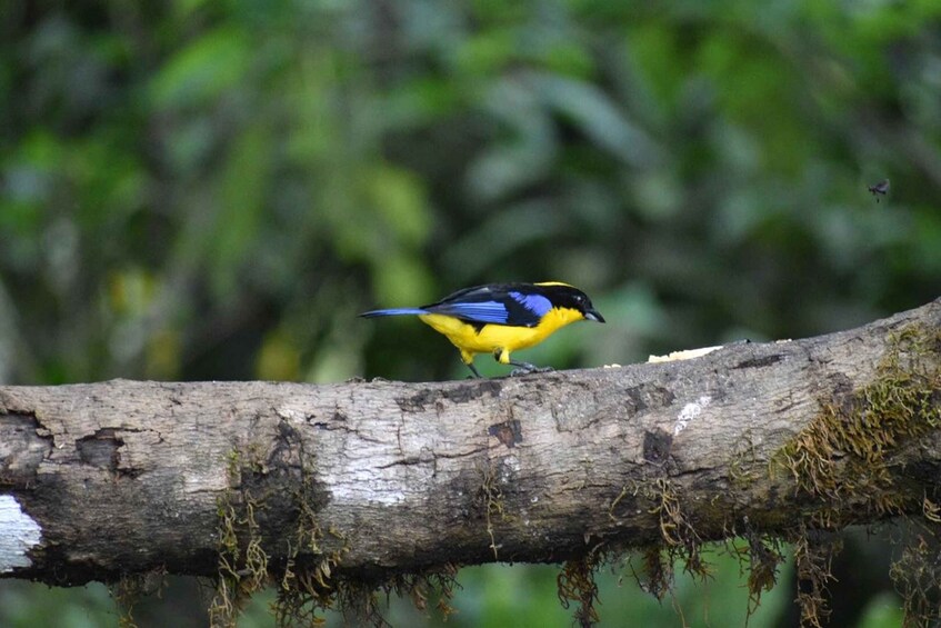 Picture 2 for Activity From Quito: Mindo Trekking & Wildlife Guided Day Trip