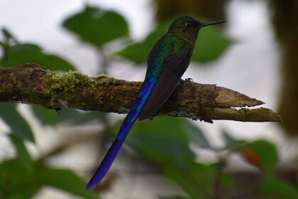 Da Quito: Escursione guidata di un giorno al Mindo Trekking e alla fauna se...