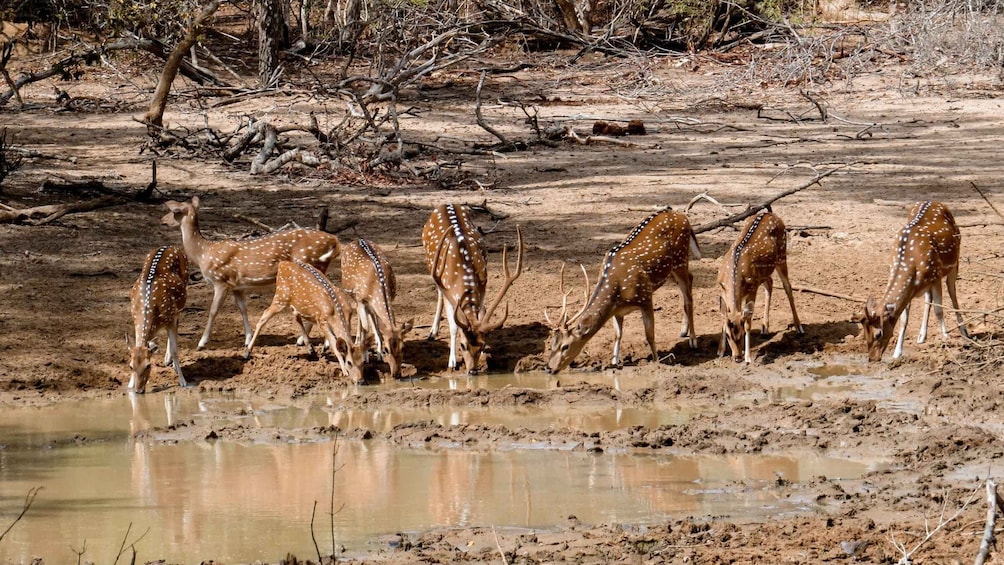 Picture 4 for Activity Yala National Park: Private Safari Day Trip with Lunch