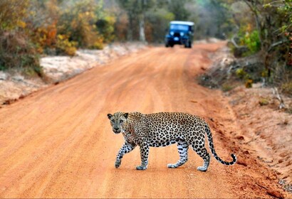 Parque Nacional de Yala: excursión privada de un día en safari con almuerzo