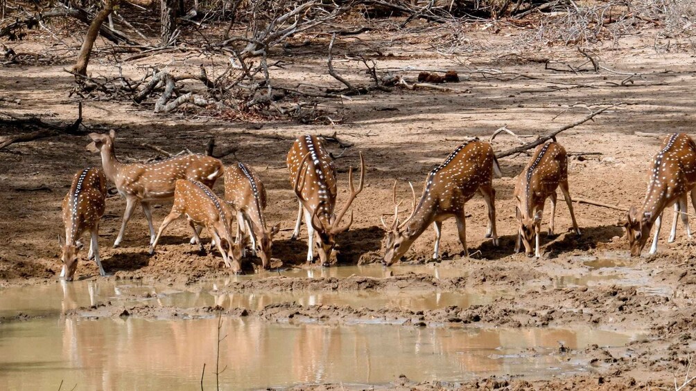 Picture 4 for Activity Yala National Park: Private Safari Day Trip with Lunch