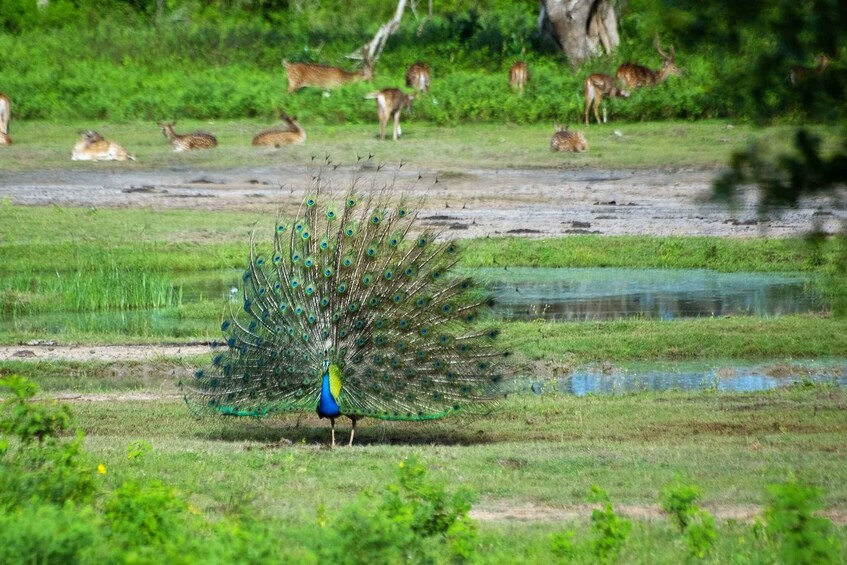 Picture 5 for Activity Yala National Park: Private Safari Day Trip with Lunch