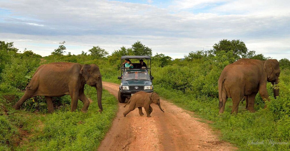 Picture 2 for Activity Yala National Park: Private Safari Day Trip with Lunch