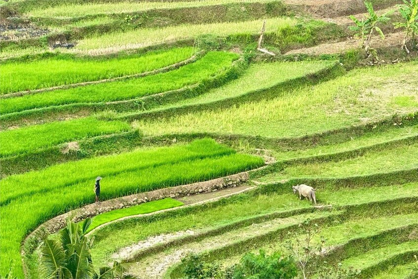 Picture 4 for Activity Yogyakarta: Selogriyo Temple, Rice Terraces & Waterfall Tour