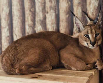 Private Tour für Tierliebhaber - Halbtag