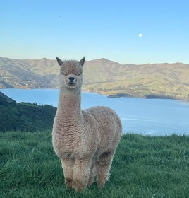 Akaroa Day Tour From Christchurch