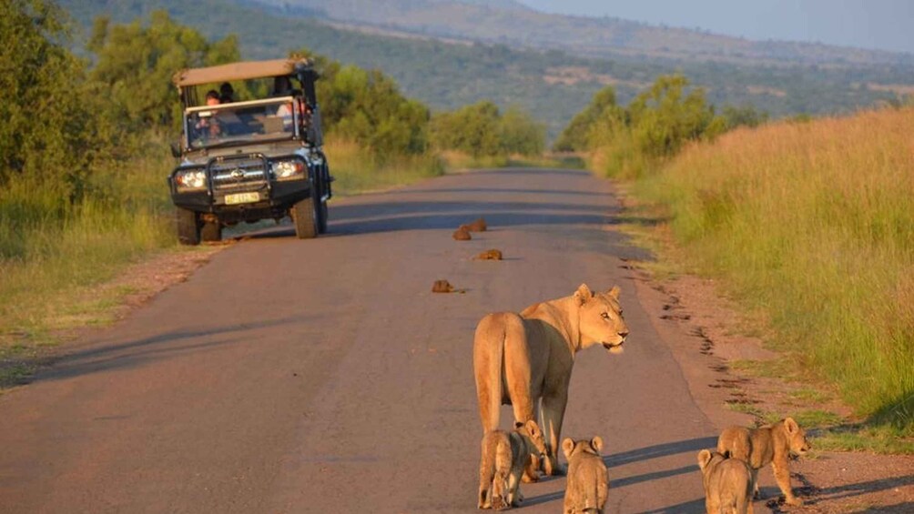 Picture 5 for Activity 3-Hour Shared Game Drive in Pilanesberg National Park