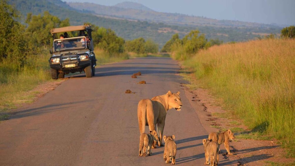 Picture 5 for Activity 3-Hour Shared Game Drive in Pilanesberg National Park