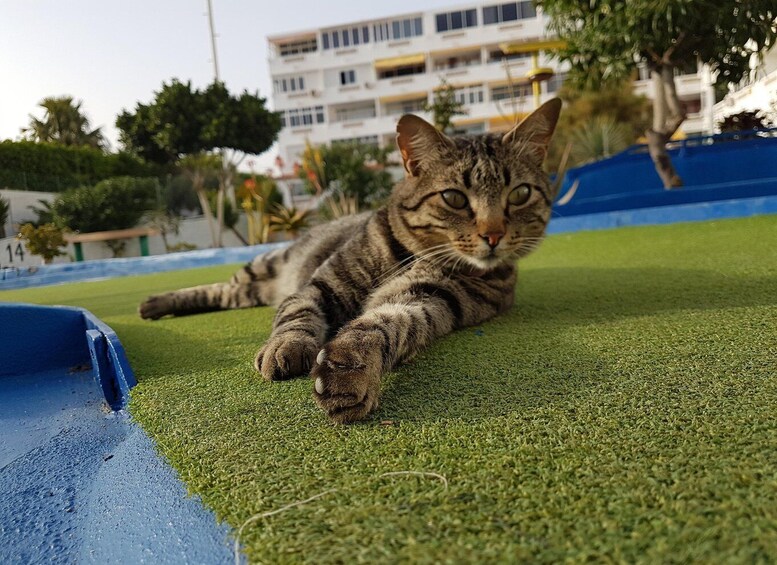 Picture 7 for Activity Playa del Inglés: Minigolf Taidia