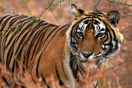 從齋浦爾出發：倫滕波爾老虎野生動物園一日遊